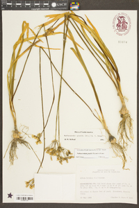 Nothoscordum gracile image