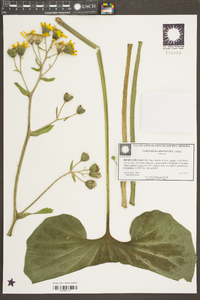 Farfugium japonicum image