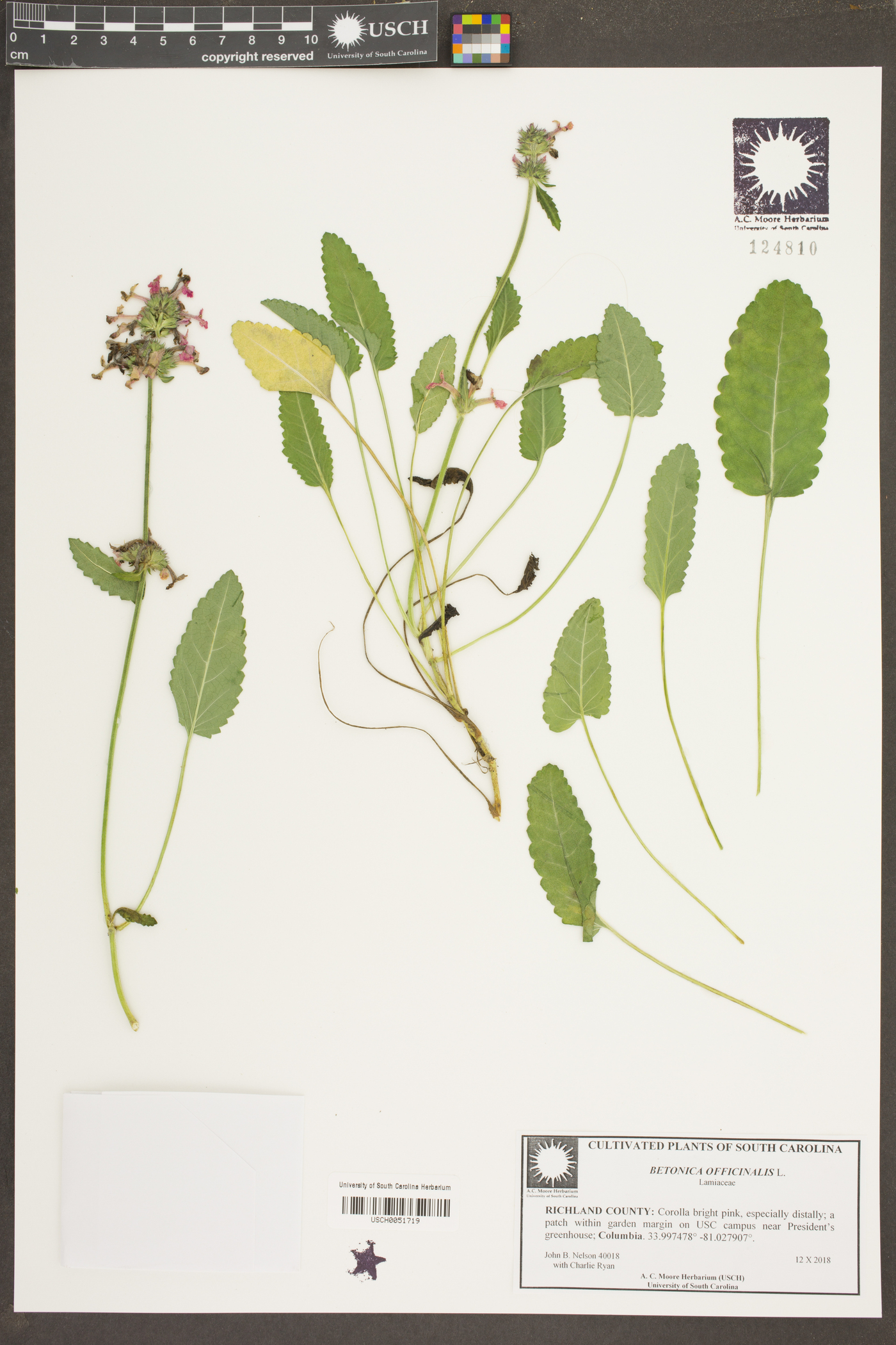 Betonica officinalis image