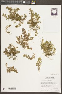 Lythrum portula image