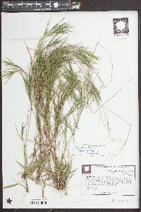 Dichanthelium aciculare var. ramosum image