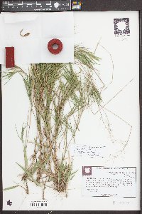 Dichanthelium aciculare var. ramosum image