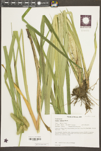 Carex comosa image