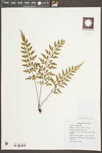 Asplenium hainanense image