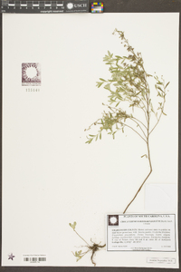 Crocanthemum rosmarinifolium image