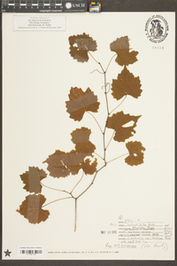 Vitis rotundifolia image