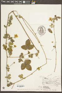 Rubus trivialis image