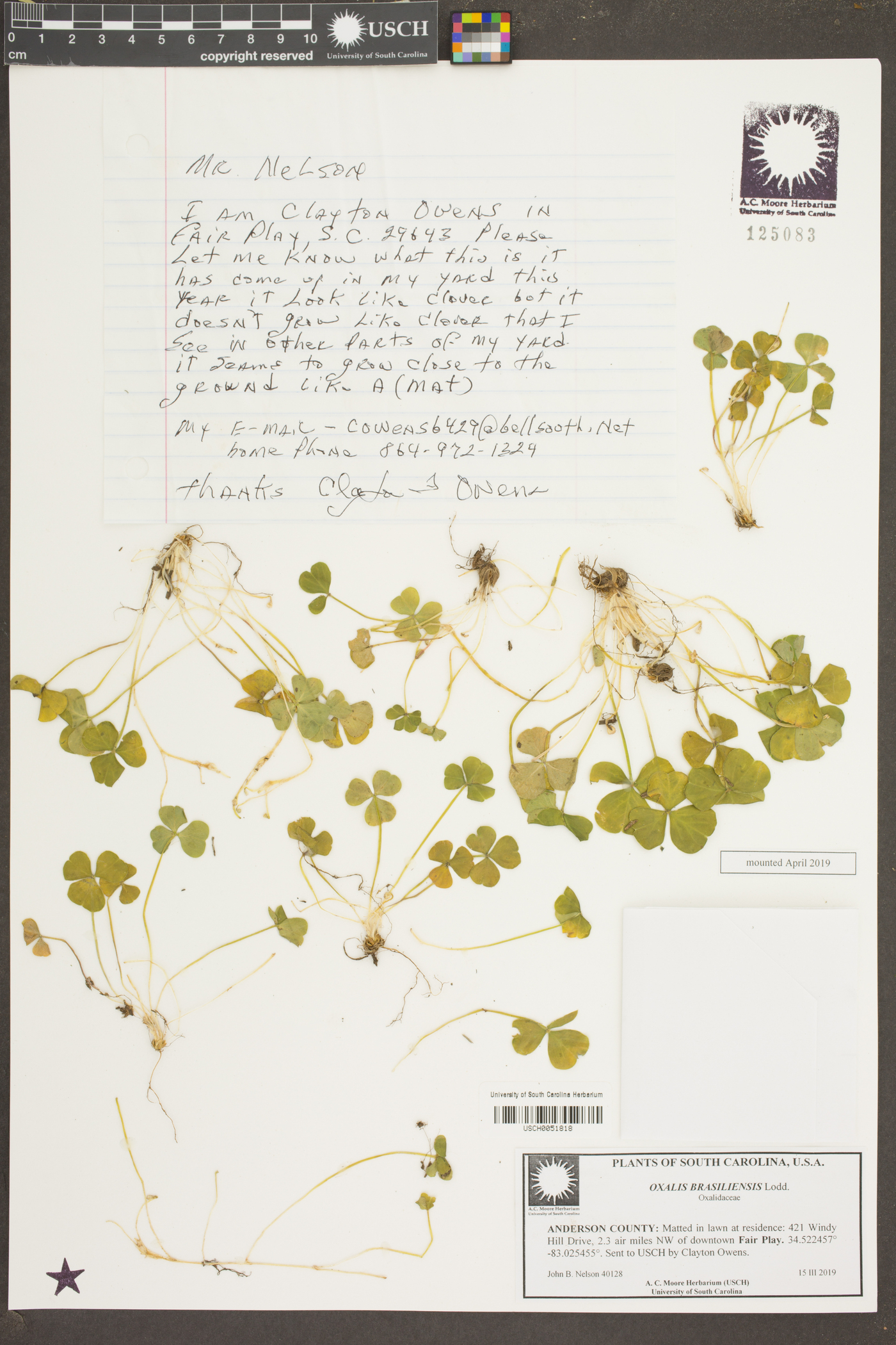 Oxalis brasiliensis image