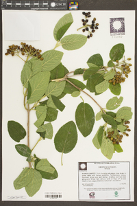 Viburnum lentago image