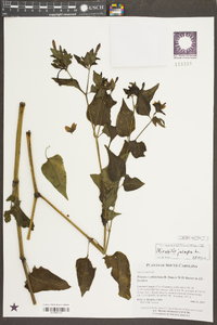 Mirabilis jalapa image