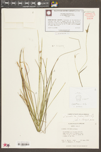 Scleria ciliata var. glabra image