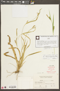 Carex flaccosperma image