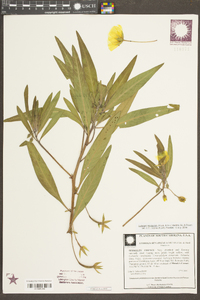 Ludwigia hexapetala image