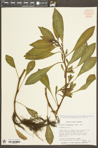 Ludwigia hexapetala image