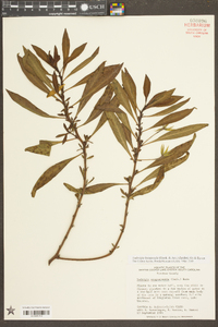 Ludwigia hexapetala image