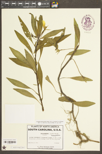 Ludwigia hexapetala image