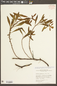 Ludwigia hexapetala image