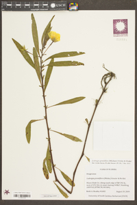 Ludwigia grandiflora image