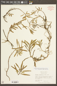 Ludwigia grandiflora image