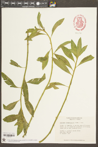 Ludwigia grandiflora image