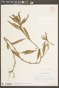 Ludwigia hexapetala image