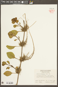 Ludwigia grandiflora image