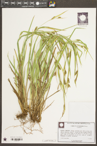 Carex flaccosperma image