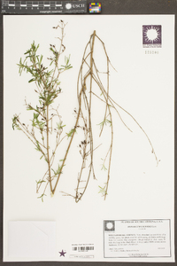 Hypericum galioides image