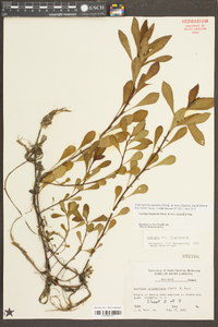 Ludwigia hexapetala image