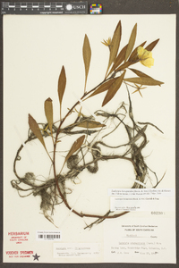 Ludwigia hexapetala image