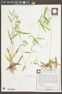 Dichanthelium acuminatum subsp. longiligulatum image