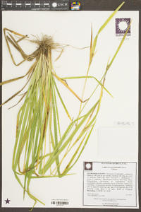 Carex flaccosperma image