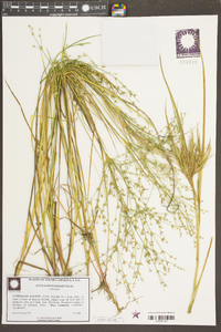 Juncus diffusissimus image