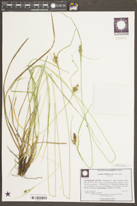 Carex complanata image