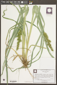 Carex crus-corvi image