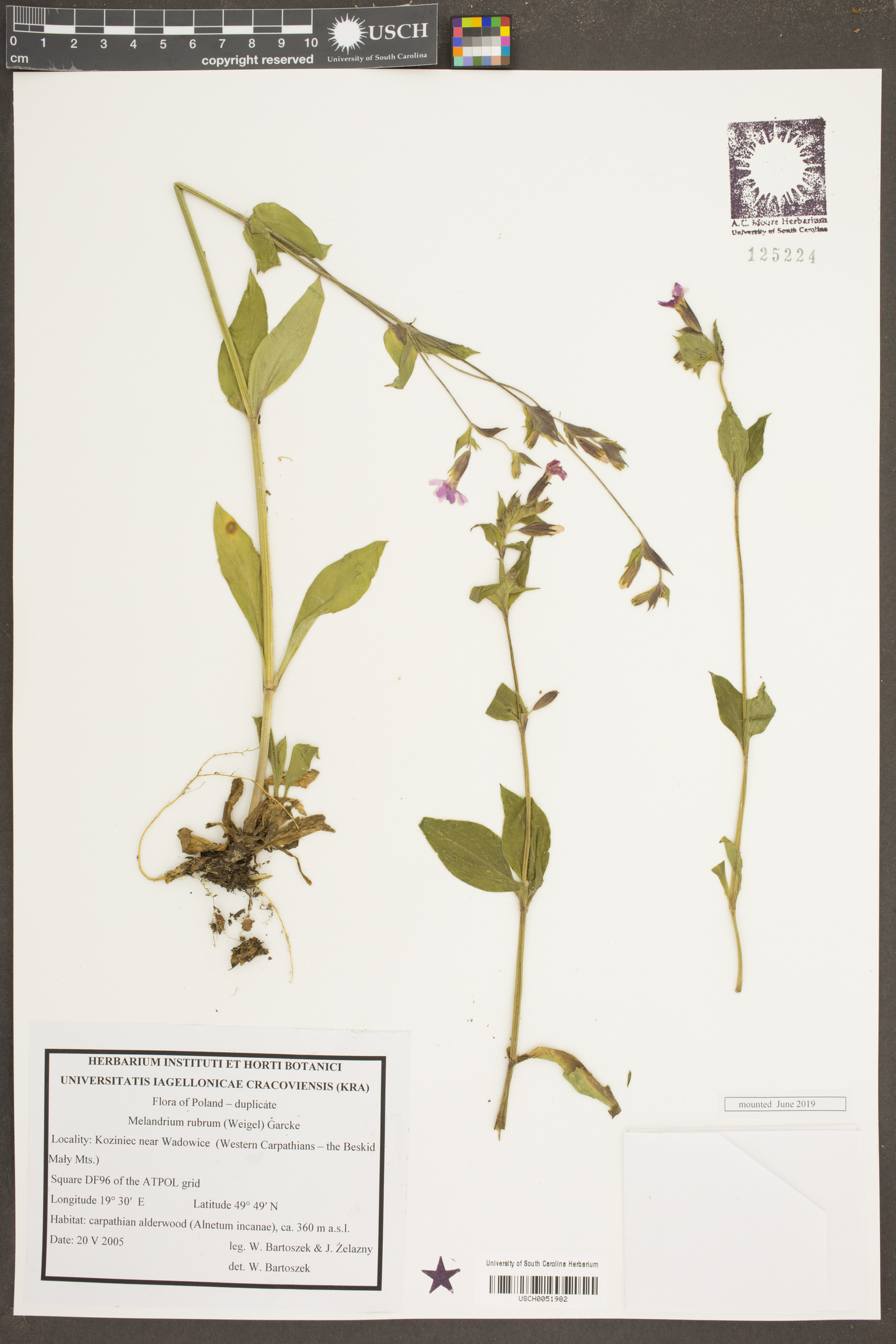 Silene dioica image