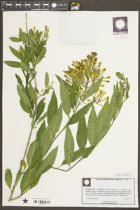 Cestrum nocturnum image