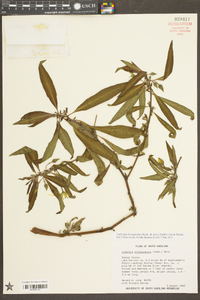 Ludwigia hexapetala image