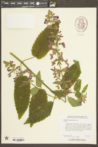Stachys cooleyae image