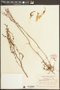 Rumex hastatulus image