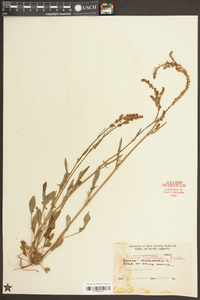 Rumex hastatulus image