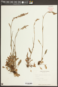 Rumex hastatulus image