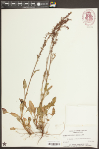 Rumex hastatulus image