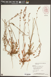 Rumex hastatulus image