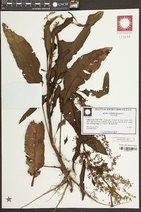 Rumex verticillatus image