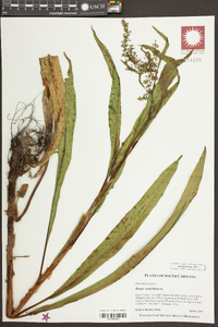 Rumex verticillatus image