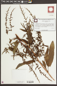 Rumex verticillatus image