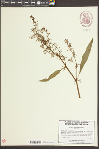 Rumex verticillatus image