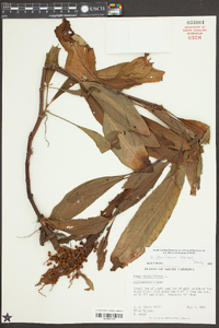 Rumex floridanus image