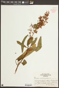 Rumex verticillatus image